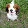 Kooikerhondje