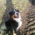 Berner Sennenhond