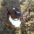 American Staffordshire Terrier