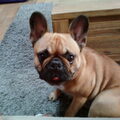 Franse Bulldog