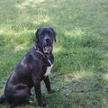 Cane Corso Italiano
