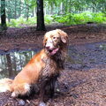 Nova Scotia Duck Tolling Retriever