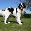 Landseer