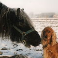 Engelse Cocker Spaniel