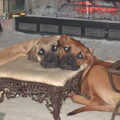 Bullmastiff