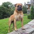 Bullmastiff