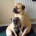 Bullmastiff