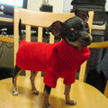 Chihuahua