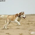 Siberische Husky