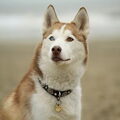 Siberische Husky
