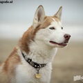 Siberische Husky
