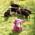 Duitse Herder