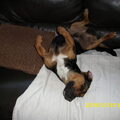Jack Russell Terrier