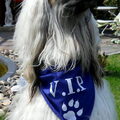 Afghaanse Windhond