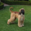 Afghaanse Windhond