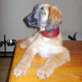Afghaanse Windhond