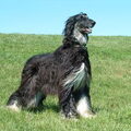 Afghaanse Windhond