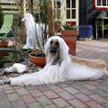 Afghaanse Windhond