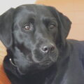 Labrador