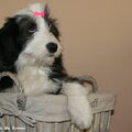 Bearded Collie