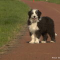 Bearded Collie