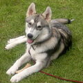 Alaskan Malamute