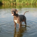 Duitse Dog