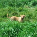 Bordeauxdog
