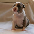 American Staffordshire Terrier