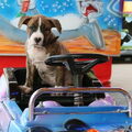 American Staffordshire Terrier