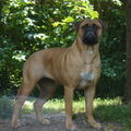Bullmastiff