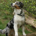 Australian Shepherd