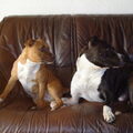 American Staffordshire Terrier