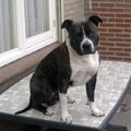 American Staffordshire Terrier