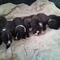 American Staffordshire Terrier