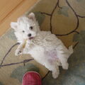 Maltezer