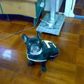 Franse Bulldog