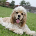 Amerikaanse Cockerspaniel
