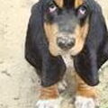 Basset Hound