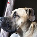 Boerboel