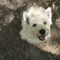 West Highland White Terrier