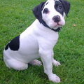 Amerikaanse Bulldog