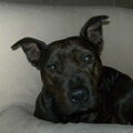 American Staffordshire Terrier
