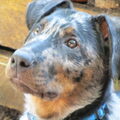 Beauceron