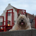 Cairn Terrier