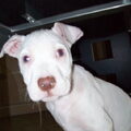 zoey