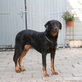 Beauceron