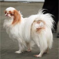 Japanse Spaniel
