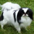 Japanse Spaniel