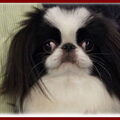 Japanse Spaniel